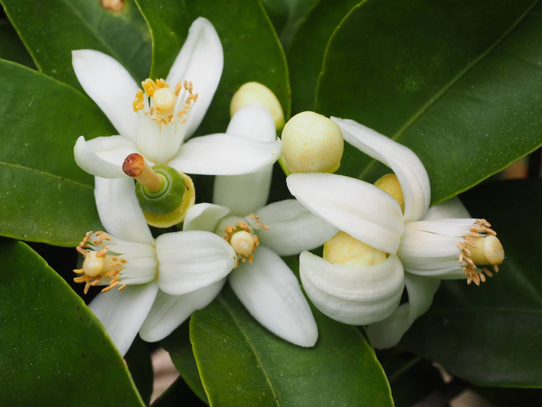 Neroli Hydrosol | Skin Care Benefits In Every Bottle